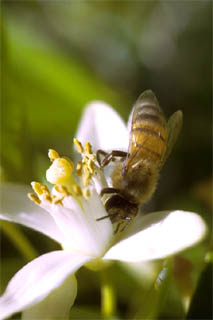 Honey bee. Photo © Dr. Antonio J. Ferreira, California Academy of Sciences