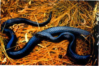 Eastern indigo snake. Photo courtesy US Fish and Wildlife Service