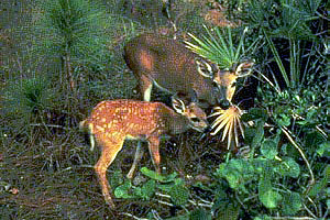 Florida key deer. Photo courtesy U.S. Fish and Wildlife Service