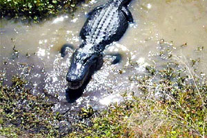 American alligator. Photo courtesy U.S. Geological Survey