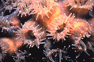 Close-up of coral polyps. Photo courtesy Florida Keys National Marine Sanctuary