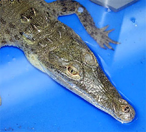 American crocodile. Photo courtesy U.S. Geological Survey