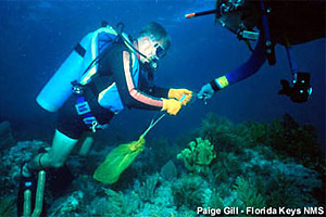 Divers clean the reef of monofilament and debris. Photo courtesy Florida Keys National Marine Sanctuary