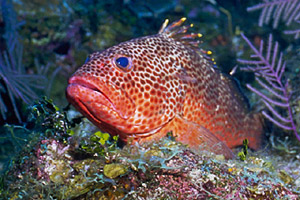 Reef fish attract tourists to the Florida Keys. Photo © Chuck Savall