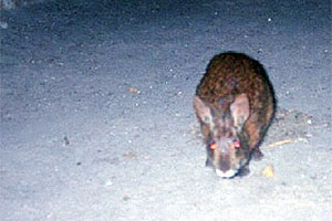 Marsh rabbit. Photo courtesy U.S. Geological Survey