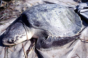 Atlantic Ridley sea turtle. Photo courtesy U.S. Geological Survey