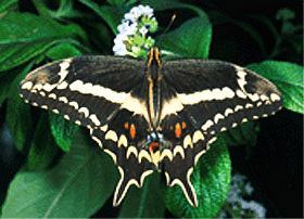 Schaus Swallowtail Butterfly. Photo courtesy U.S. Fish and Wildlife Service