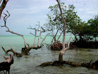 Mangrove shoreline in the Florida Keys. Photo © Cathleen Bester / Florida Museum