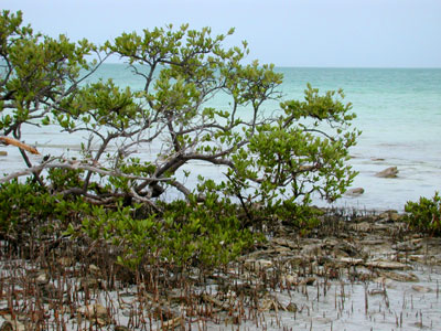 Black Mangrove with Surrounding Pneumatophores © Cathleen Bester / Florida Museum