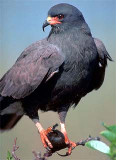 Everglades snail kite. Photo courtesy Robb Bennett, U.S. Geological Survey