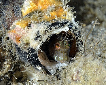 A Seaweed blenny finds shelter in an encrusted glass bottle. Photo courtesy of Joe Marino.
