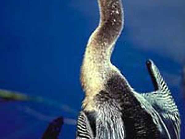 Anhinga (Anhinga anhinga). Photo courtesy U.S. Geological Survey