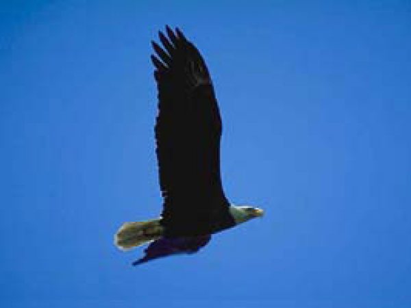 Southern bald eagle (Haliaeetus leucocephalus leucocephalus). Photo courtesy South Florida Water Management District