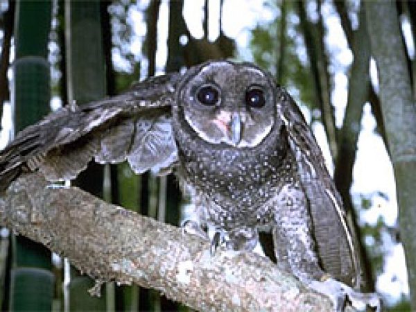Barn owl (Tyto alba). Photo © R. Straatman, California Academy of Sciences