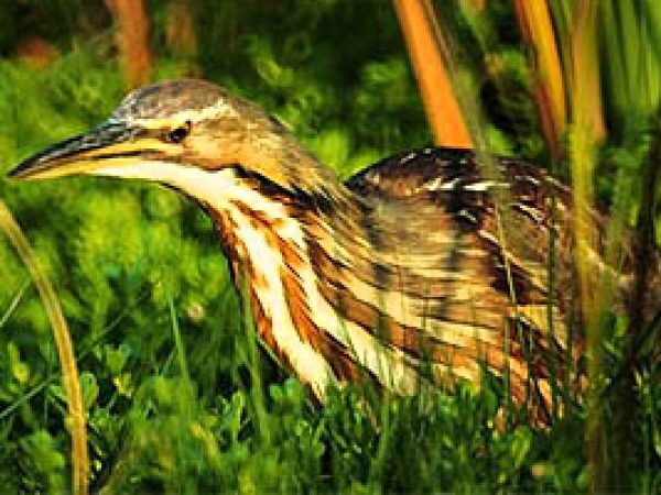 American bittern (Botaurus lentiginosus). Photo courtesy South Florida Water Management District