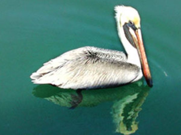 Brown pelican (Pelicanus occidentalis). Photo © Cathleen Bester / Florida Museum