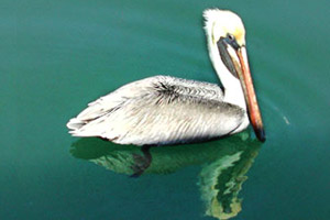 Brown pelican (Pelecanus occidentalis). Photo © Cathleen Bester/Florida Museum