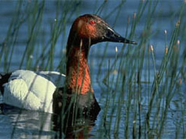 Canvasback (Aythya valisineria). Photo courtesy U.S. Fish and Wildlife Service