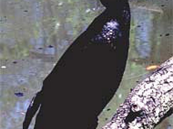 Double-crested cormorant (Phalacrocorax auritus). Photo courtesy U.S. Geological Survey
