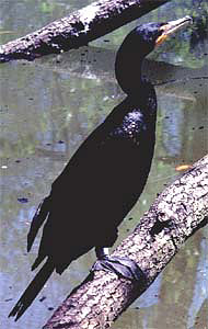 Double-crested cormorant (Phalacrocorax auritus). Photo courtesy U.S. Geological Survey