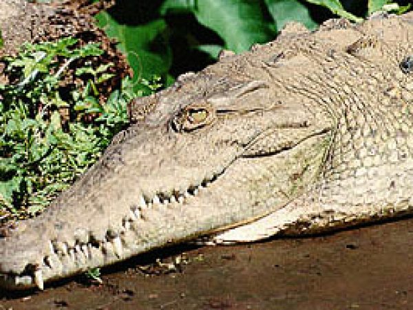 American crocodile (Crocodylus acutus). Photo courtesy U.S. Fish and Wildlife Service