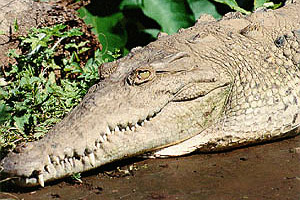 American crocodile (Crocodylus acutus). Photo courtesy U.S. Fish and Wildlife Service