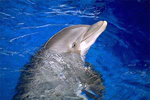 Bottlenose dolphin (Tursiops truncatus). Photo courtesy NOAA