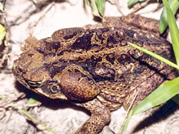 Giant toad. Photo © Hugo Claessen