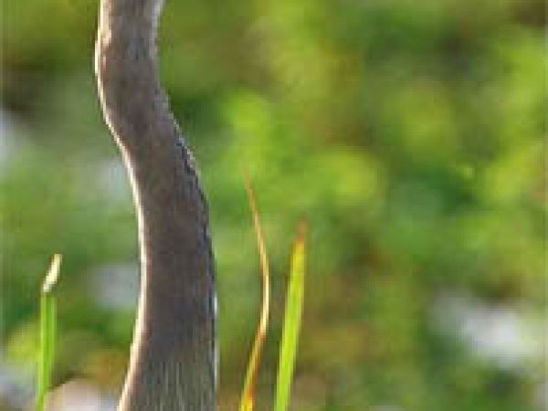 Great blue heron (Ardea herodias). Photo courtesy South Florida Water Management District