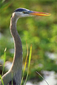 Great blue heron (Ardea herodias). Photo courtesy South Florida Water Management District