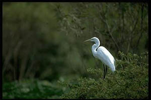 Great egret (Casmerodius albus). Photo courtesy South Florida Water Management District