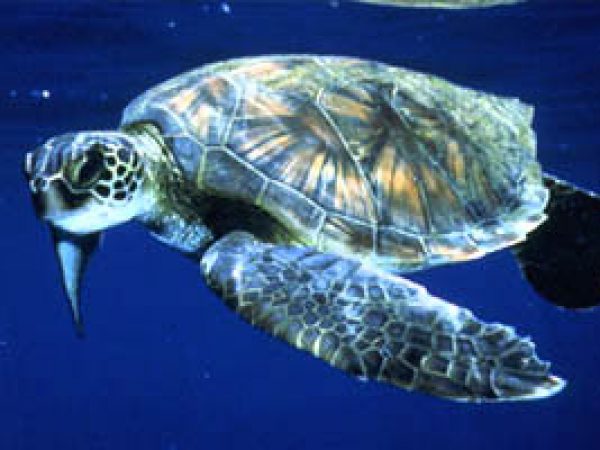 Green sea turtle (Chelonia mydas). Photo courtesy U.S. Fish and Wildlife Service