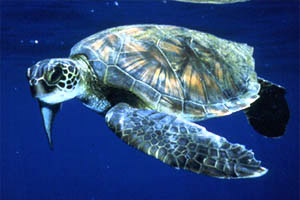 Green sea turtle (Chelonia mydas). Photo courtesy U.S. Fish and Wildlife Service