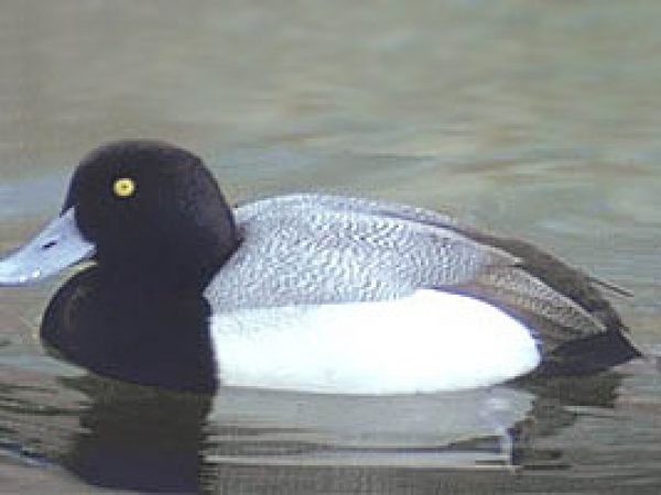 Lesser scaup (Aythya affinis). Photo courtesy U.S. Geological Survey