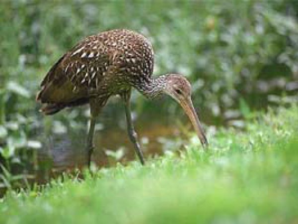 Limpkin (Aramus guarauna). Photo courtesy South Florida Water Management District