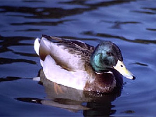 Mallard (Anas platyrhynchos). Photo © Dr. Antonio J. Ferreira, California Academy of Sciences