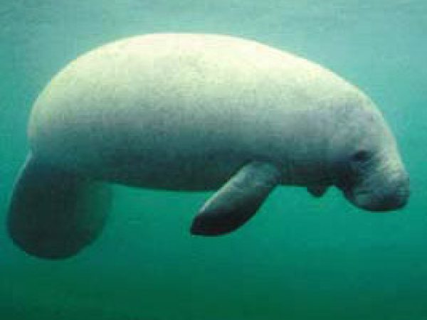 West Indian manatee (Trichechus manatus). Photo courtesy U.S. Geological Survey