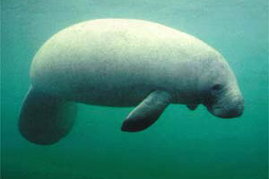 Manatee (Trichechus manatus). Photo courtesy U.S. Geological Survey