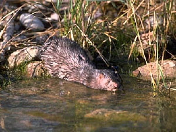 Mink (Mustela vison). Photo © Gerald and Buff Corsi, California Academy of Sciences