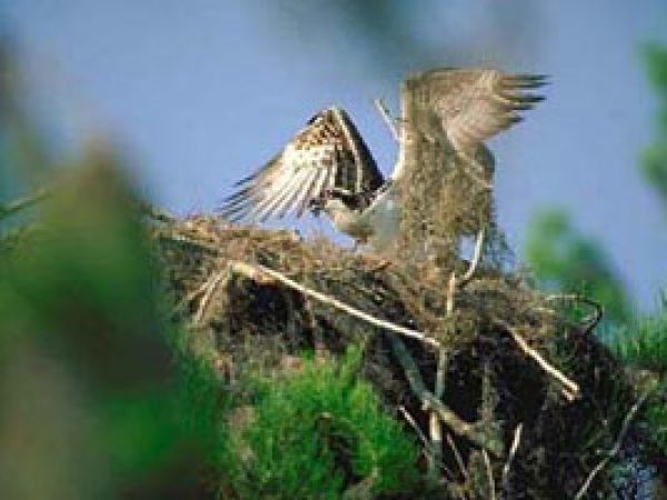 Osprey (Pandion haliaetus). Photo courtesy South Florida Water Management District