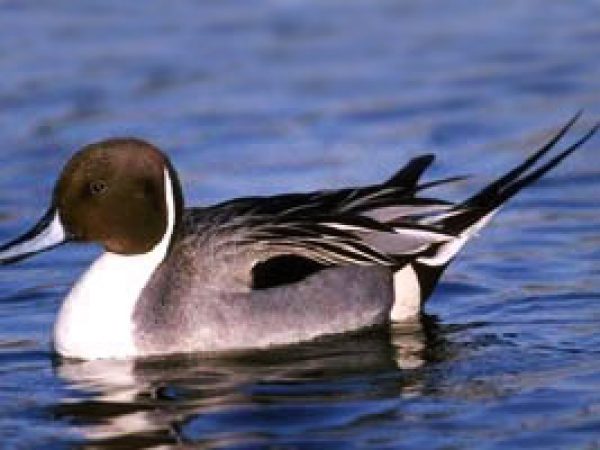 Pintail (Anas acuta). Photo courtesy U.S. Geological Survey