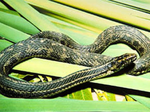 Atlantic saltmarsh snake (Nerodia clarkii taeniata). Photo courtesy U.S. Fish and Wildlife Service
