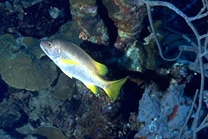 Schoolmaster. Photo © Eugene Weber, California Academy of Sciences