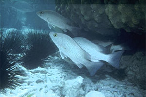 Mangrove Snapper. Photo © Dr. Antonio J. Ferreira, California Academy of Sciences