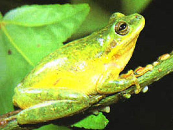Squirrel Treefrog (Hyla squirella). Photo courtesy U.S. Geological Survey