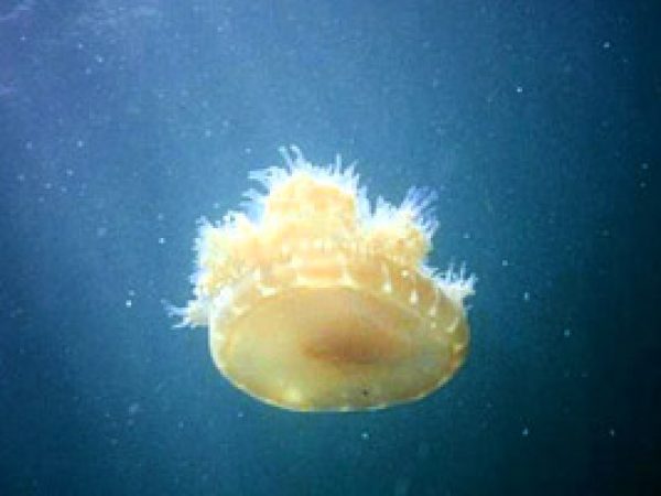 Upside-down jellyfish. Photo © tools.coralreef.org