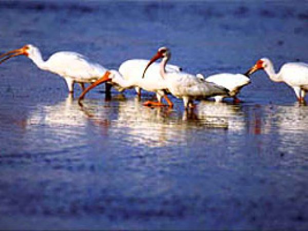 White ibis (Eudocimus albus). Photo courtesy U.S. Fish and Wildlife Service