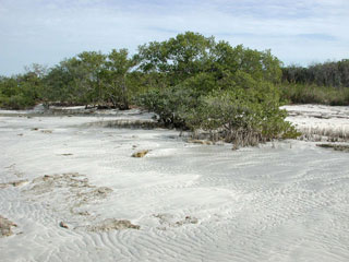 Mangroves stabilize shorelines. Photo © Cathleen Bester / Florida Museum 