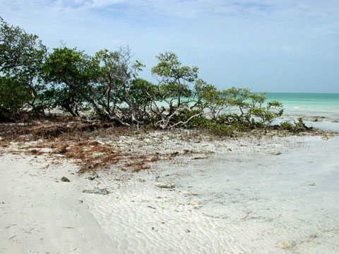 Florida mangroves. Photo © Cathleen Bester / Florida Museum