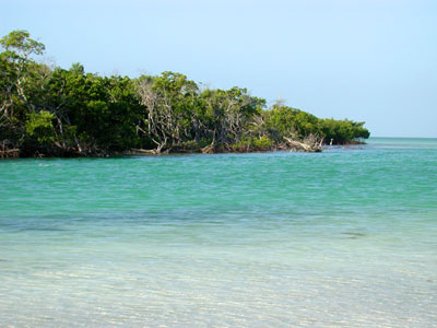 Mangrove Island in the Florida Keys © Cathleen Bester / Florida Museum